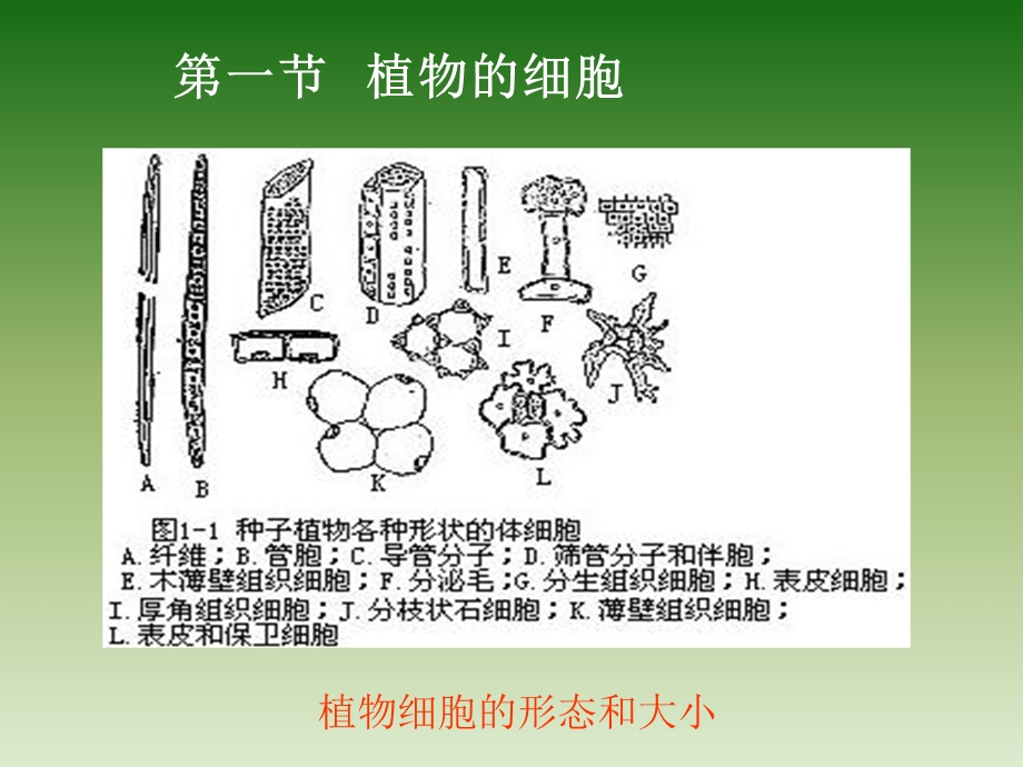 观赏植物学课件2章.ppt_第2页