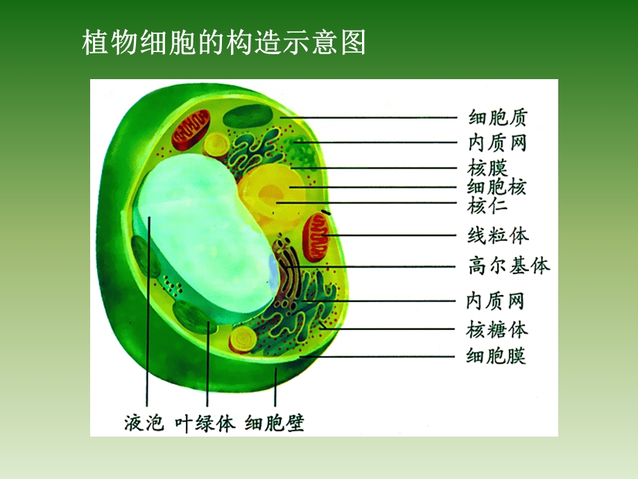 观赏植物学课件2章.ppt_第3页