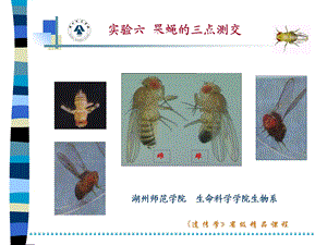 果蝇的三点测交讲解.ppt