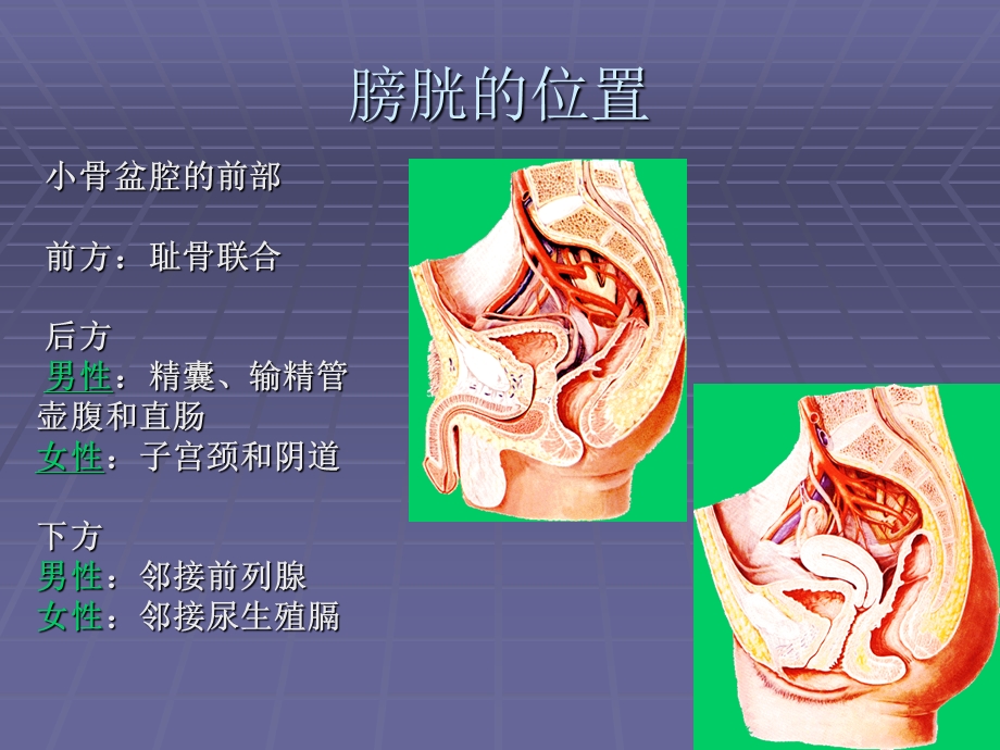 膀胱的解剖与生理.ppt_第3页