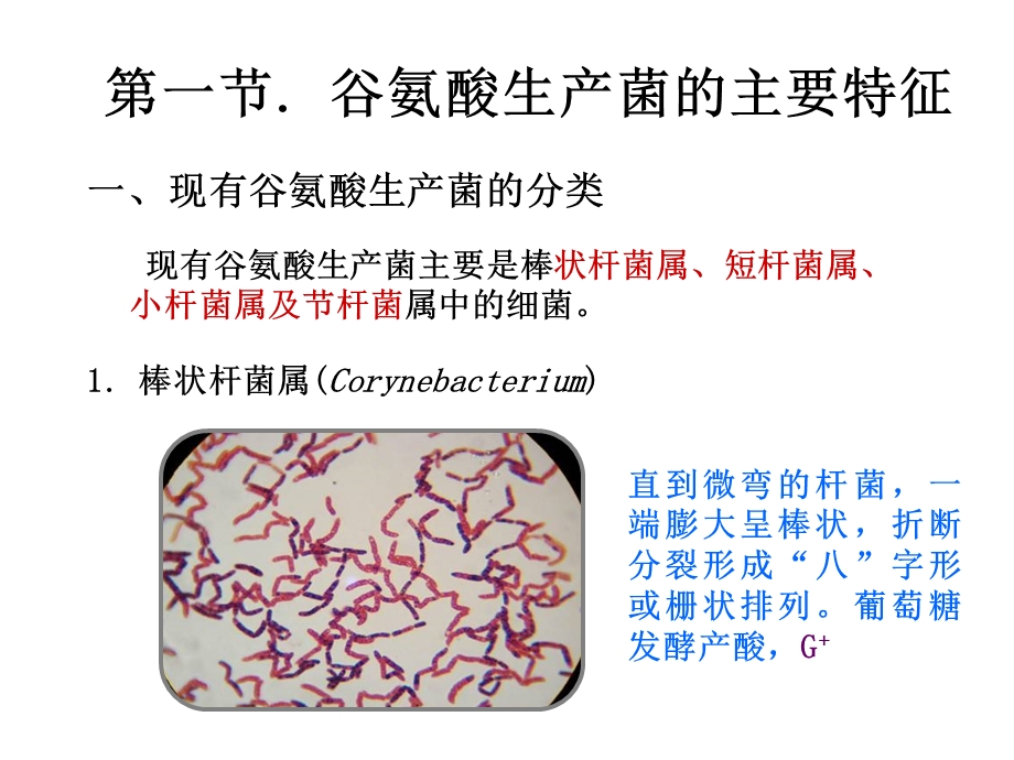 谷氨酸生产菌的特征、育种及扩大培养.ppt_第3页