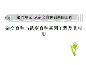 高三一轮复习课件：从杂交育种到基因工程.ppt