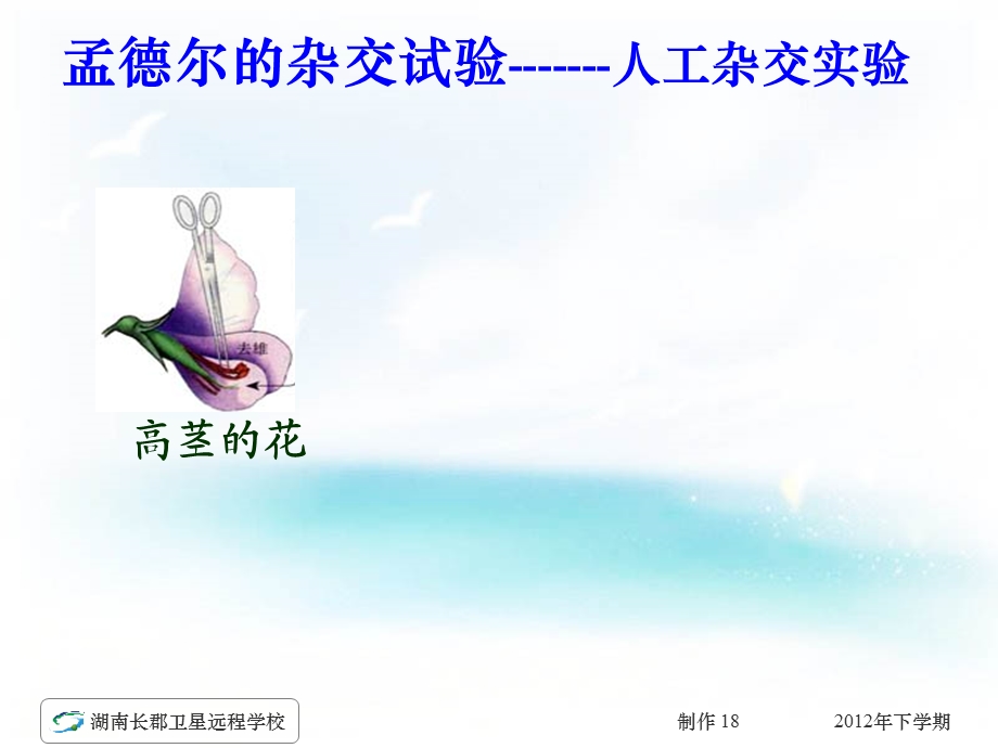 高二生物孟德尔的豌豆杂交实验一.ppt_第3页