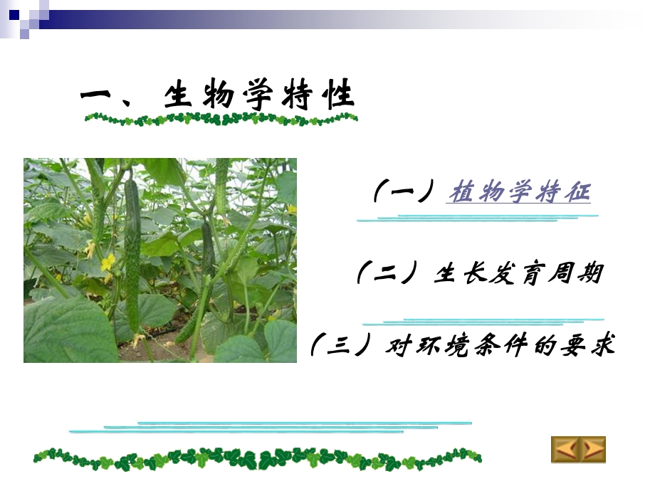 黄瓜简介及夏秋露地栽培技术.ppt_第2页