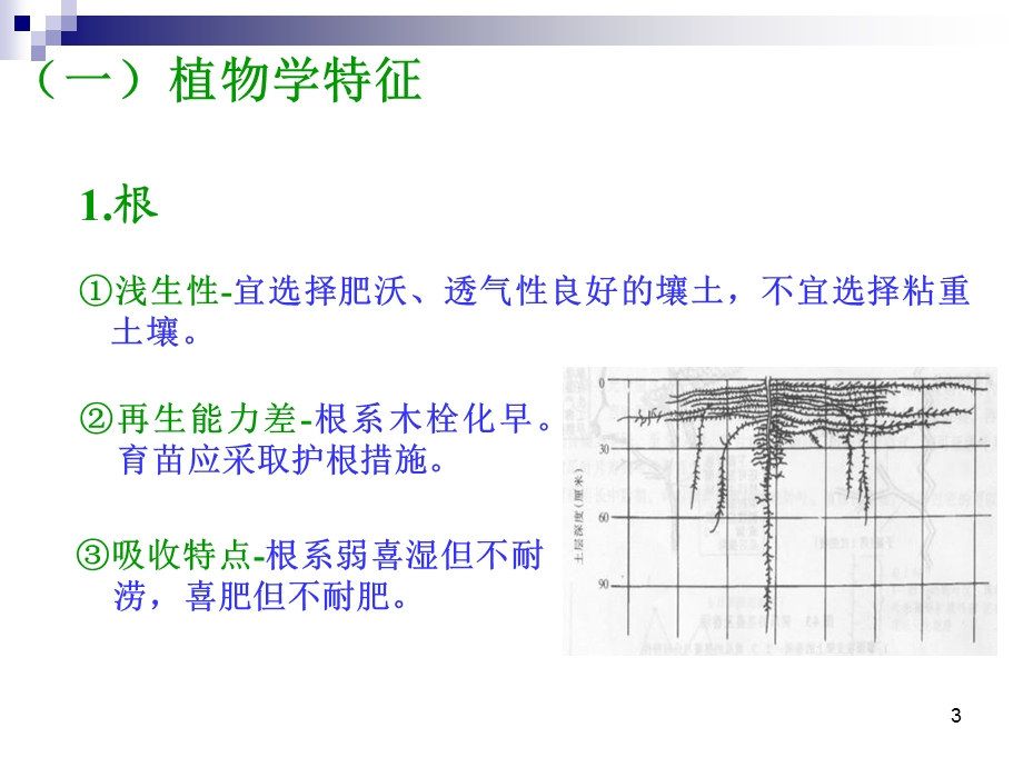 黄瓜简介及夏秋露地栽培技术.ppt_第3页