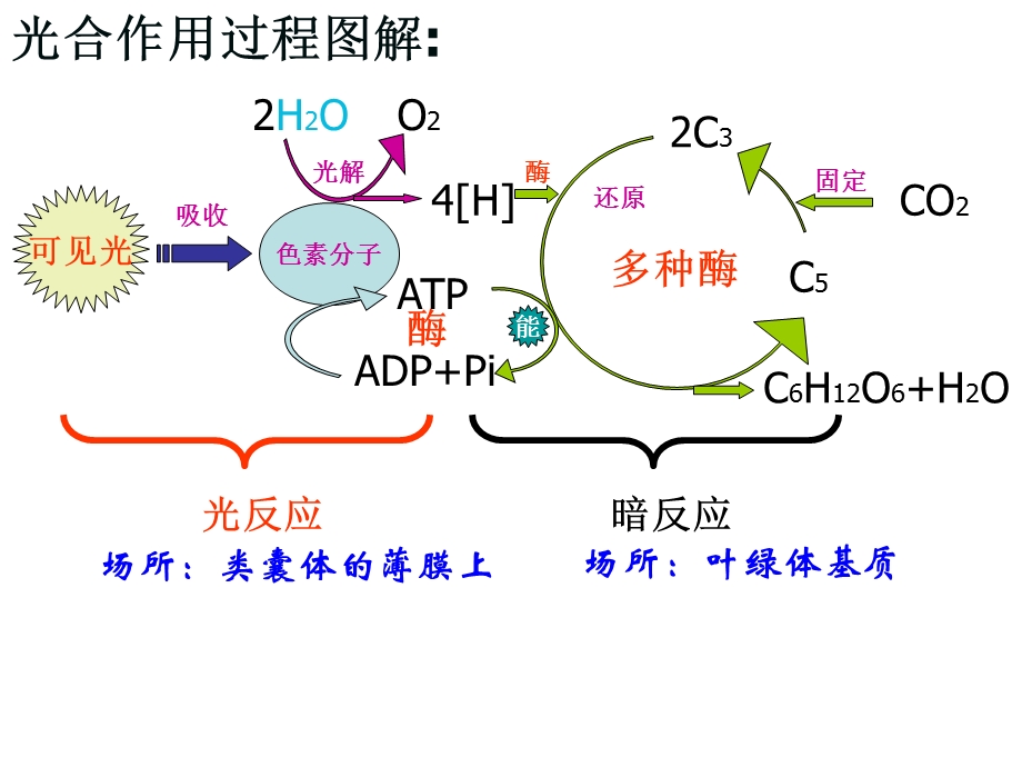 高三二轮复习,光合作用与呼吸作用.ppt_第2页