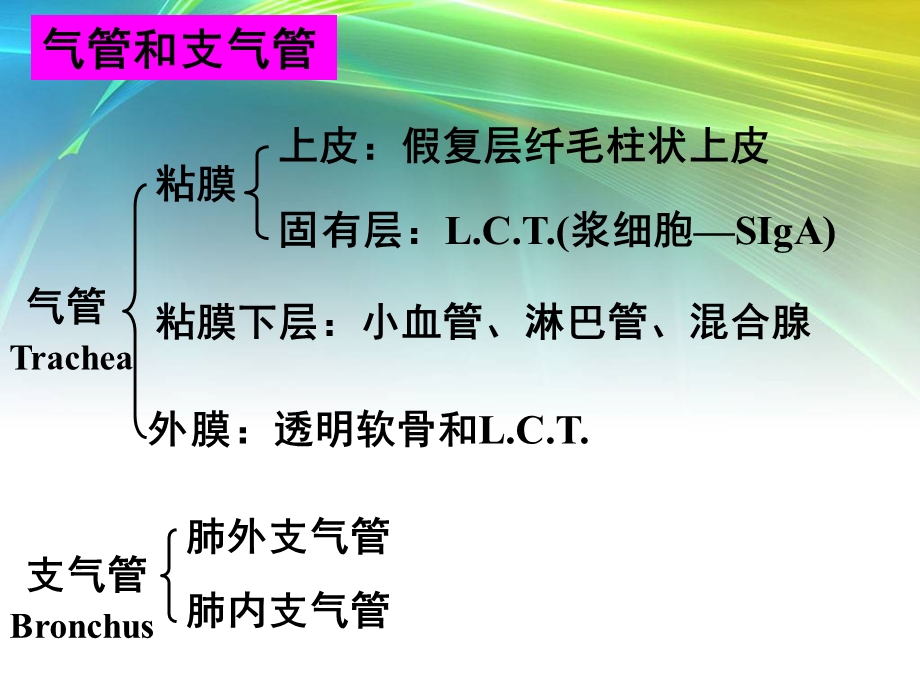 呼吸系统生理及常见病.ppt_第3页