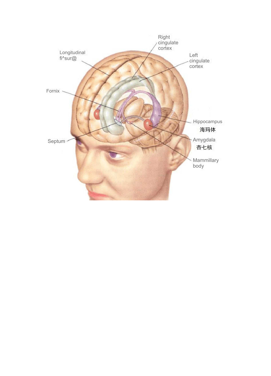 大脑发育和亲子教育关系.docx_第2页