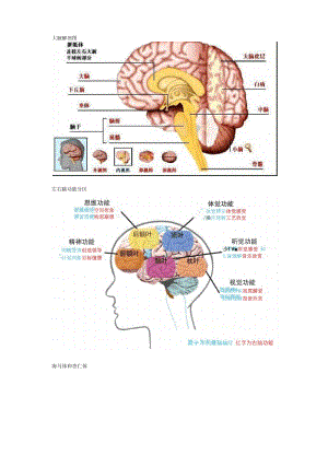 大脑发育和亲子教育关系.docx