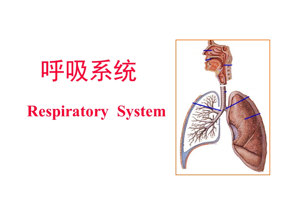 呼吸系统(组织胚胎学).ppt_第1页