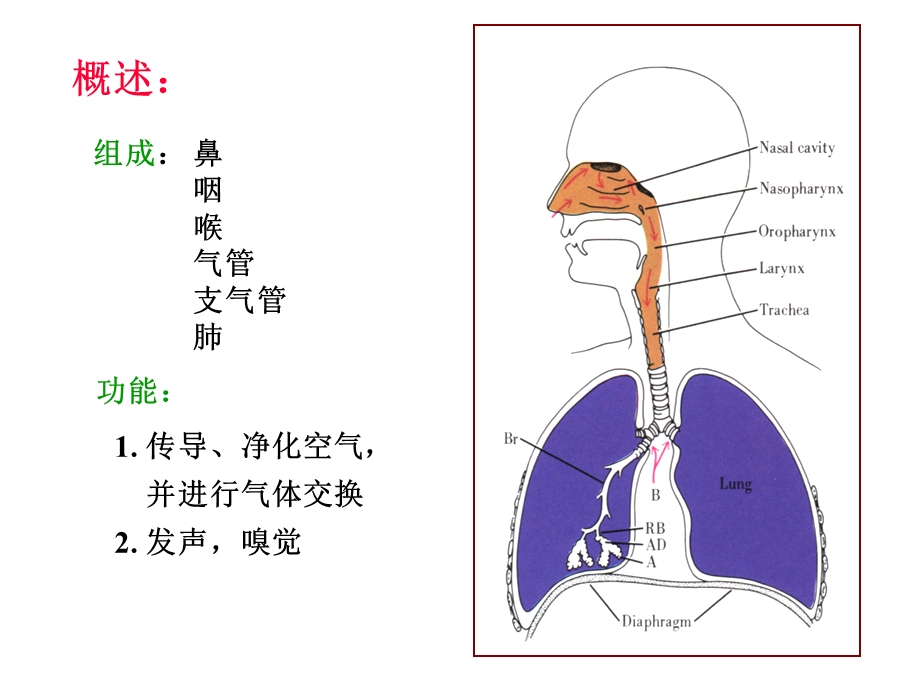 呼吸系统(组织胚胎学).ppt_第2页