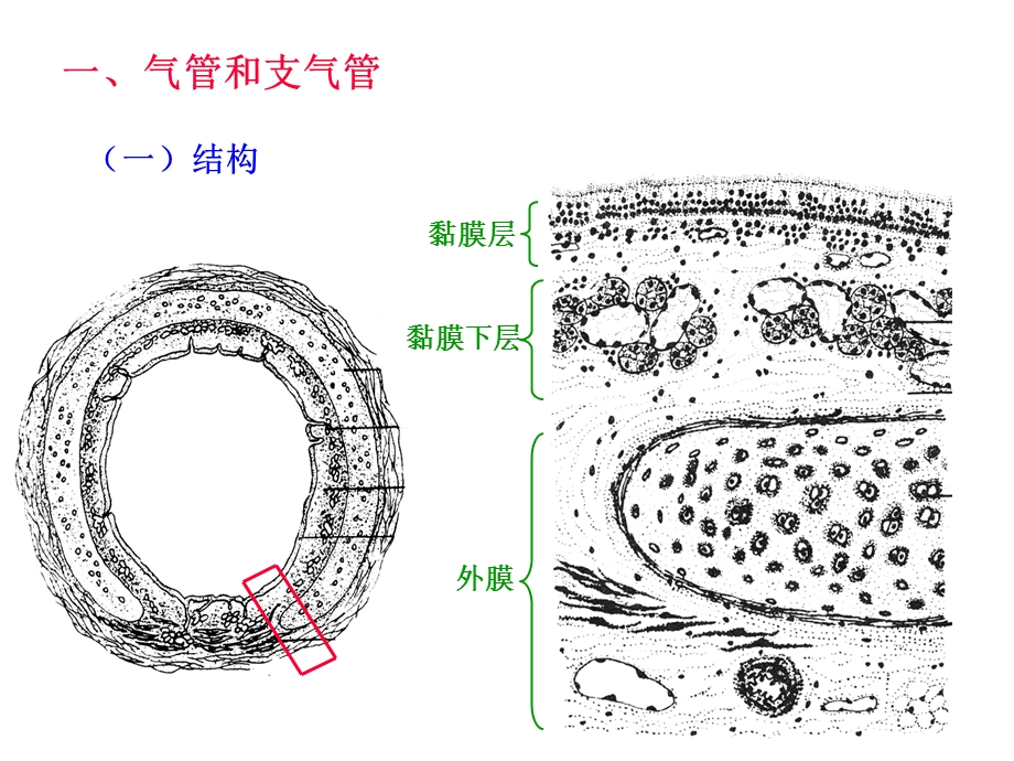 呼吸系统(组织胚胎学).ppt_第3页