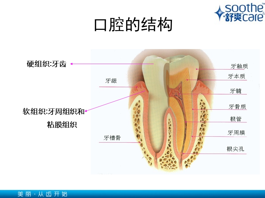 口腔健康基本知识.ppt_第3页