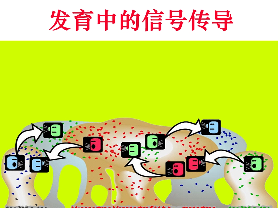 发育生物学-胚胎发育的信号传导途径.ppt_第1页