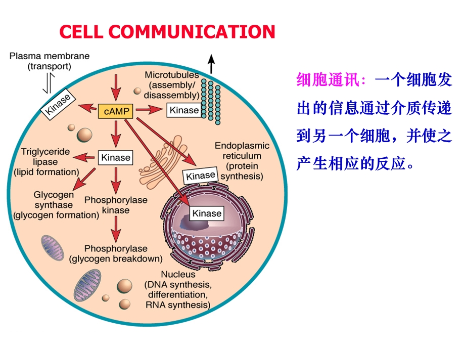 发育生物学-胚胎发育的信号传导途径.ppt_第2页