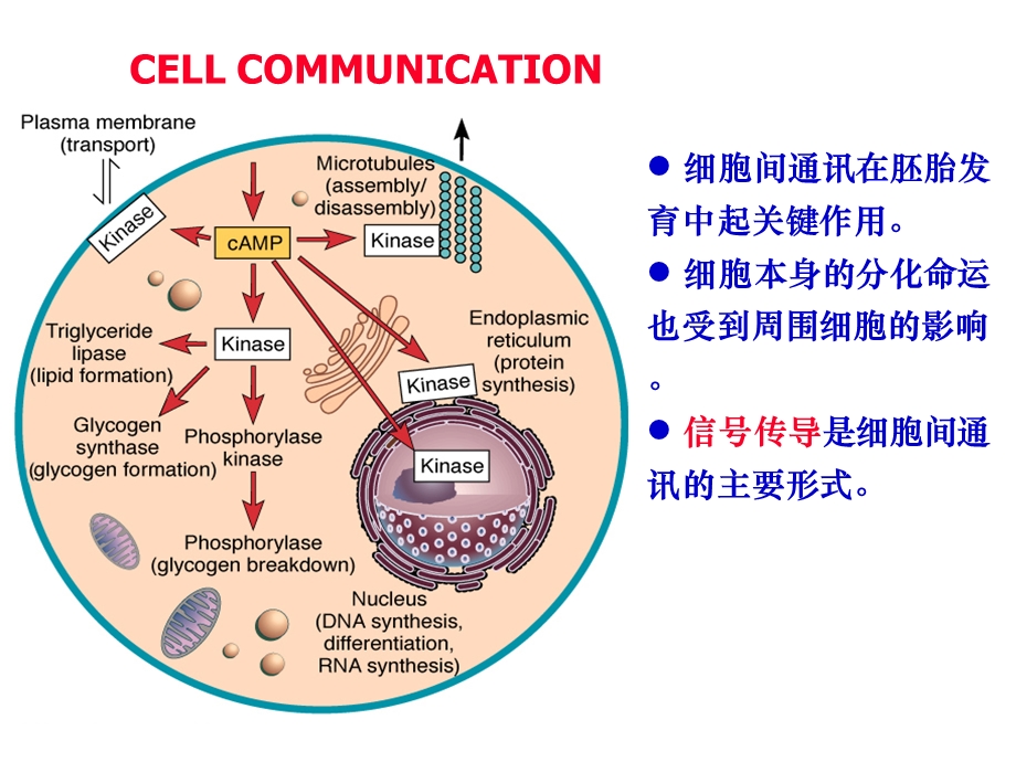 发育生物学-胚胎发育的信号传导途径.ppt_第3页
