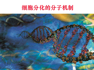 发育生物学-细胞分化的分子机制.ppt