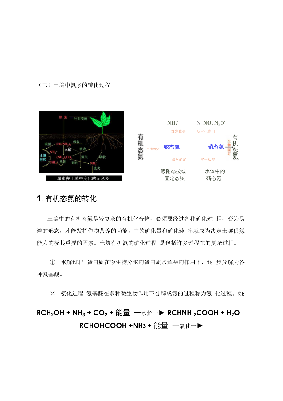 土壤中氮素转化过程及植物吸收方式.docx_第2页