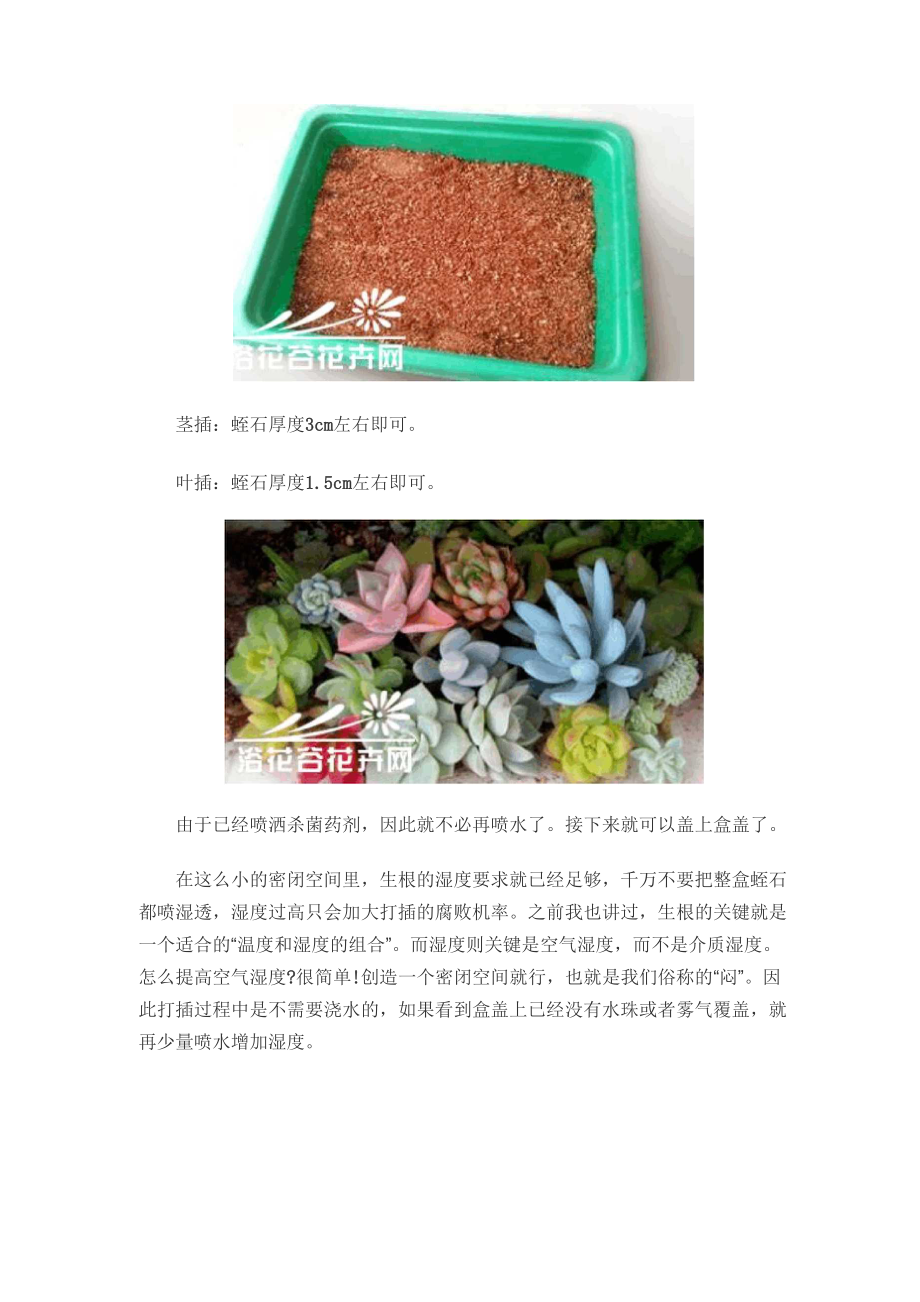 多肉植物繁殖知识之家庭扦插简易教程.docx_第3页