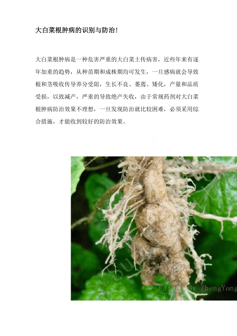 大白菜根肿病的识别与防治.docx_第1页