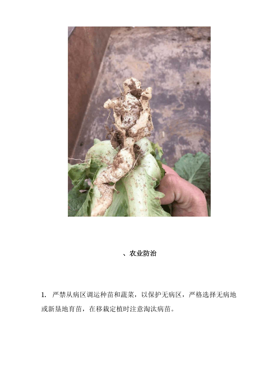 大白菜根肿病的识别与防治.docx_第3页