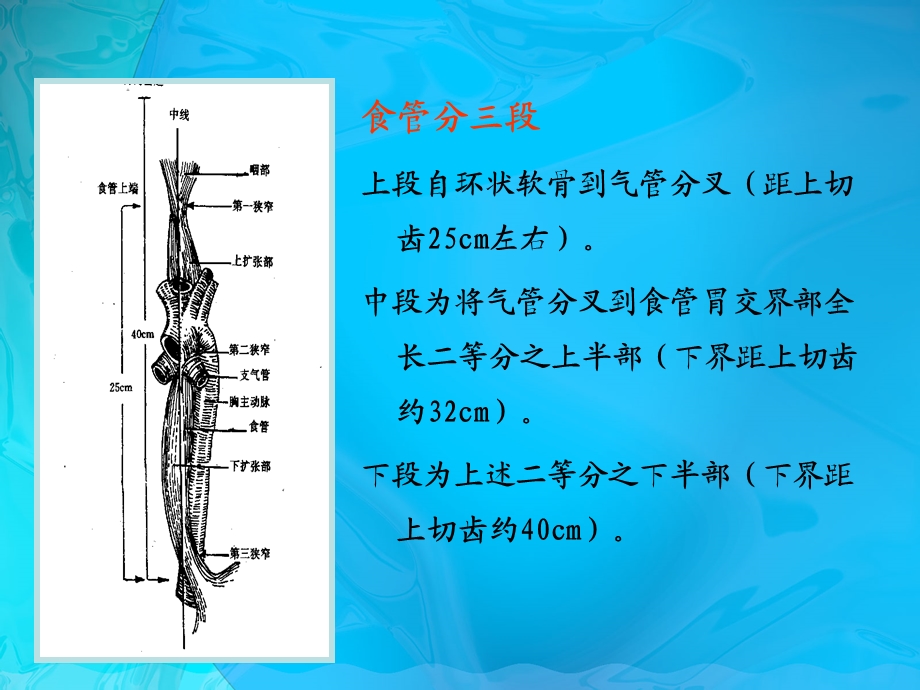 食管癌术前术后护理ppt课件.ppt_第3页