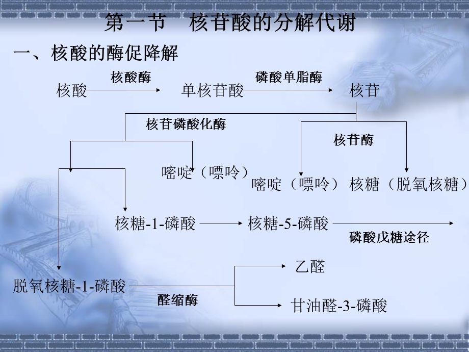 含氮化合物代谢Ⅱ核苷酸代谢.ppt_第2页