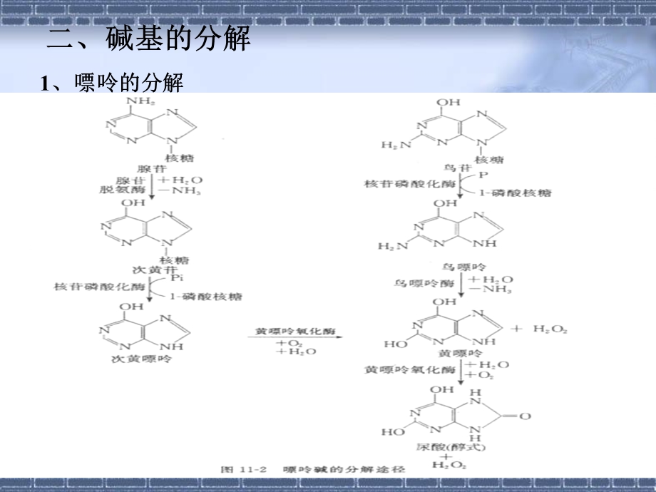 含氮化合物代谢Ⅱ核苷酸代谢.ppt_第3页