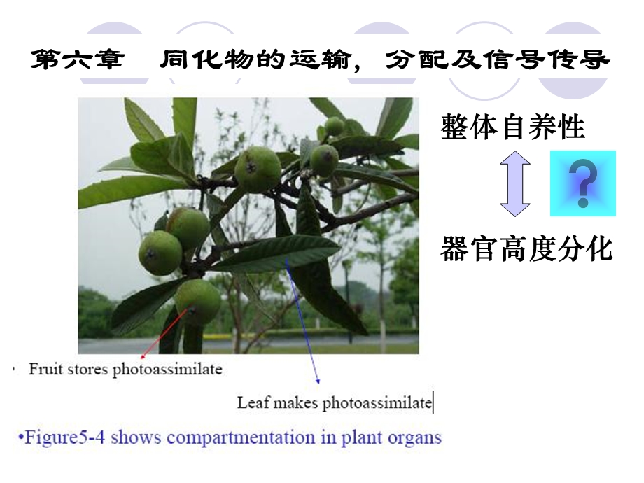 同化物运输与信号转导生态.ppt_第1页