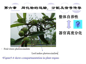 同化物运输与信号转导生态.ppt