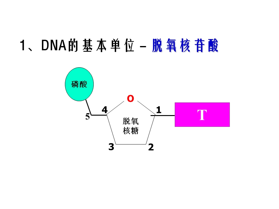 课题2__多聚酶链式反应扩增DNA片段.ppt_第3页