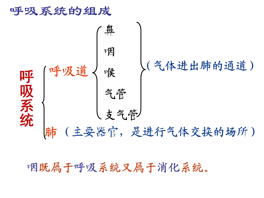 呼吸道对空气的处理(讲课专用).ppt_第3页