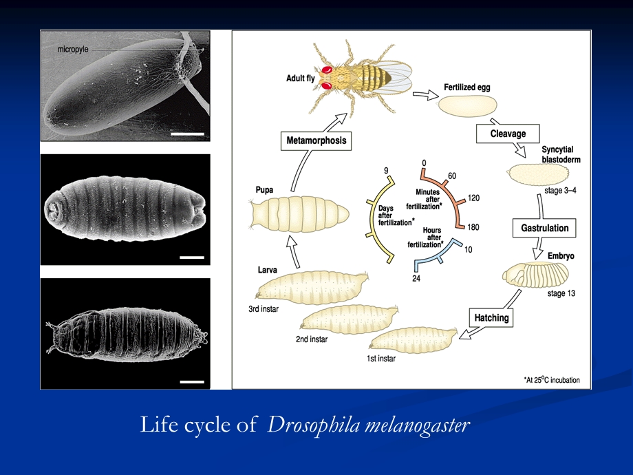 发育生物学第十章果蝇的胚轴形成.ppt_第2页