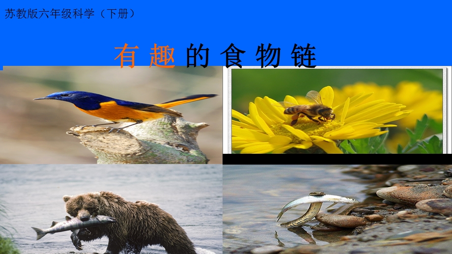 有趣的食物链教学课件2.ppt