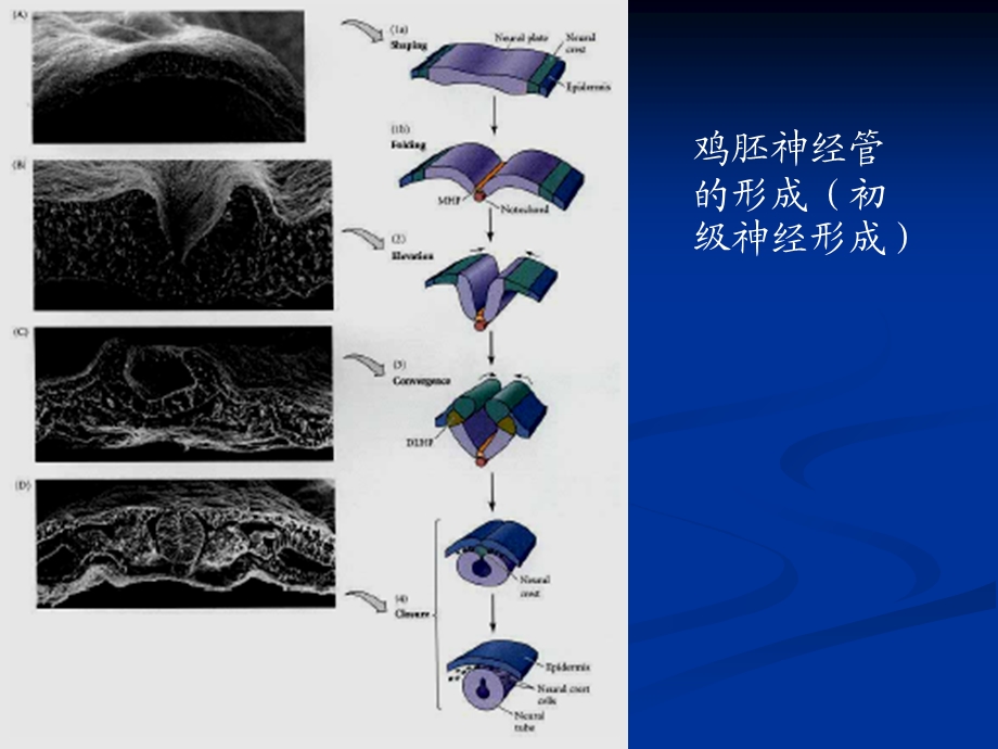 发育生物学第十三章神经系统的发育.ppt_第3页