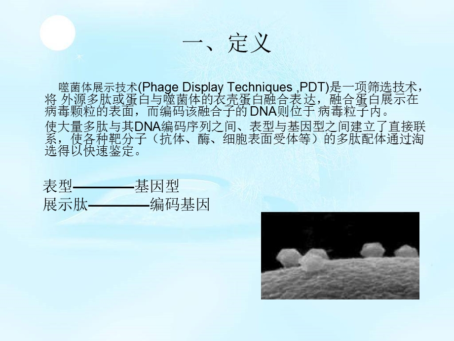 噬菌体表面展示技术.ppt_第2页