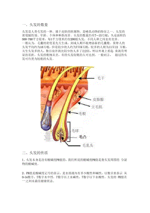 头发的数量、性质及质地和发质分类.docx