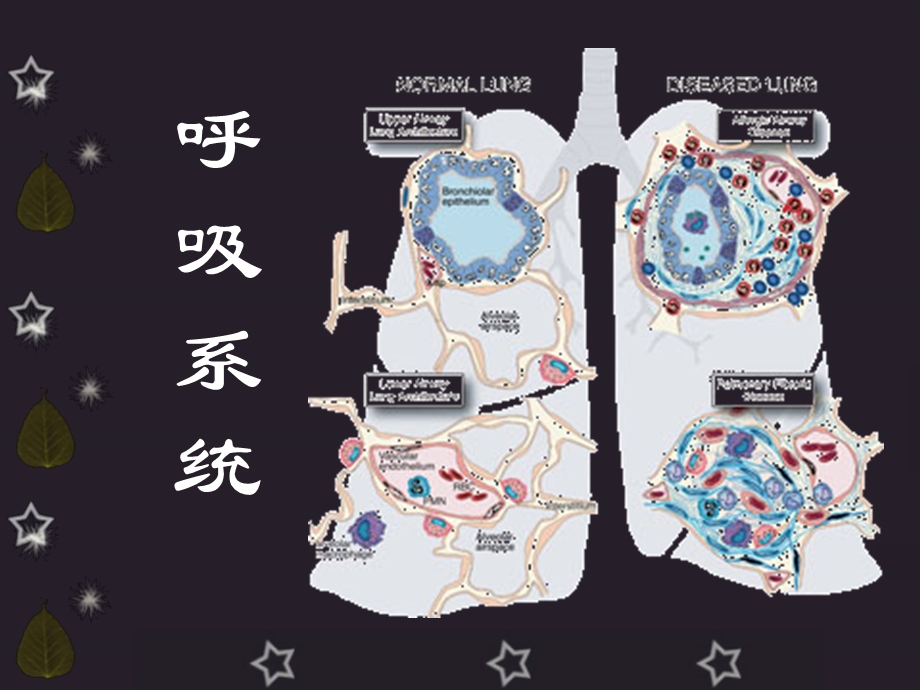 呼吸系统概述与症状.ppt_第1页