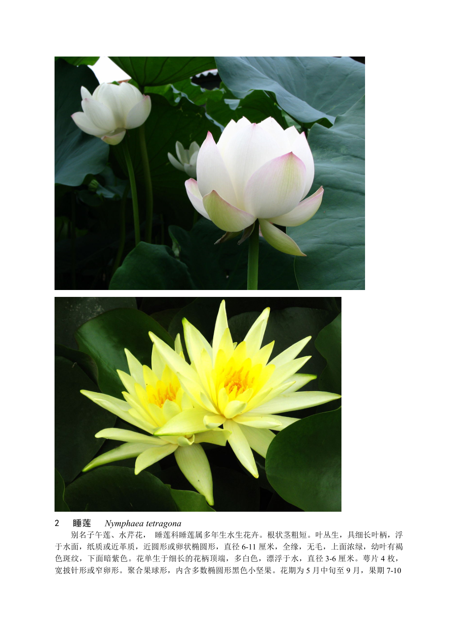 园林花卉植物学5 水生花卉.doc_第3页