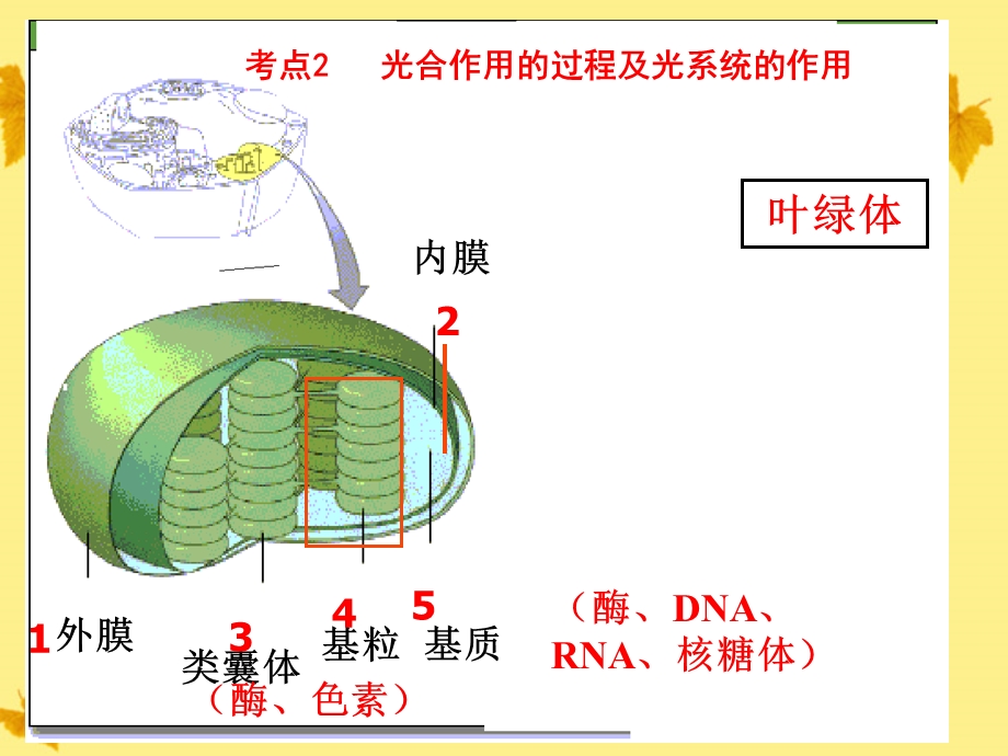 高三生物一轮备战光合作用1教学.ppt_第3页