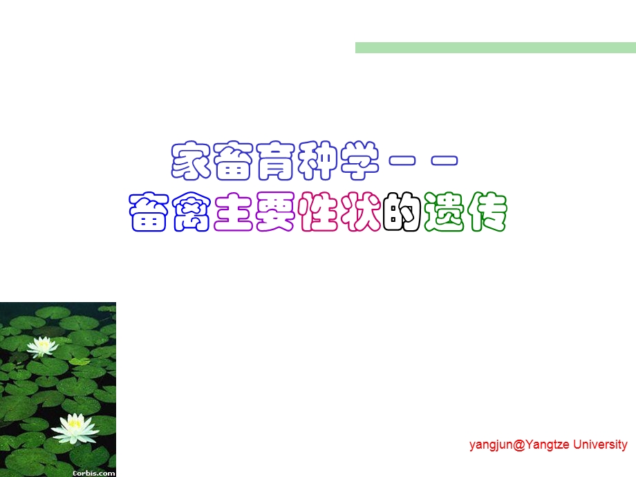 畜禽主要性状的遗传.ppt_第1页