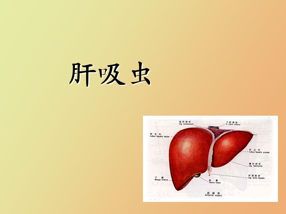 肝吸虫和肺吸虫.ppt_第1页