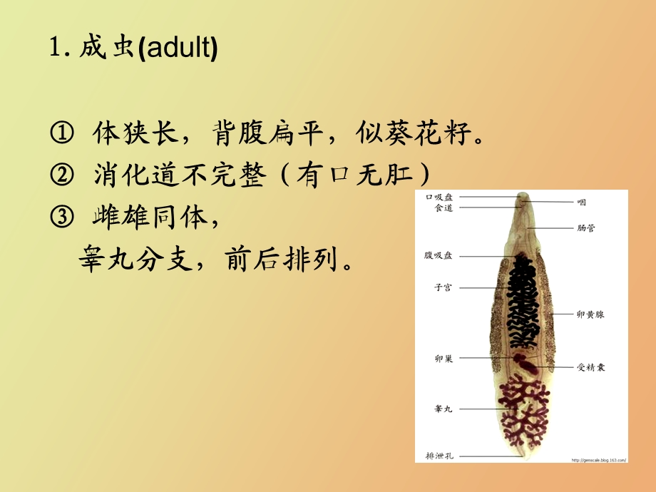 肝吸虫和肺吸虫.ppt_第3页