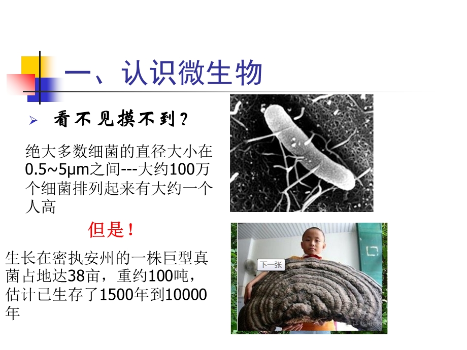 微生物肥料发展必要性及双赢生态肥优势.ppt_第3页