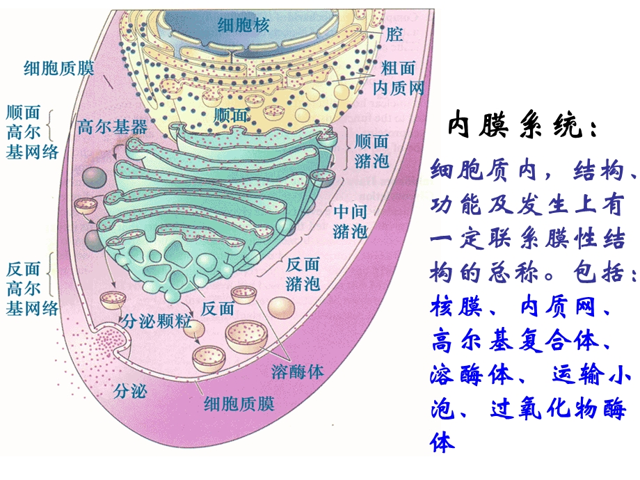 内膜系统PPT课件.ppt_第2页