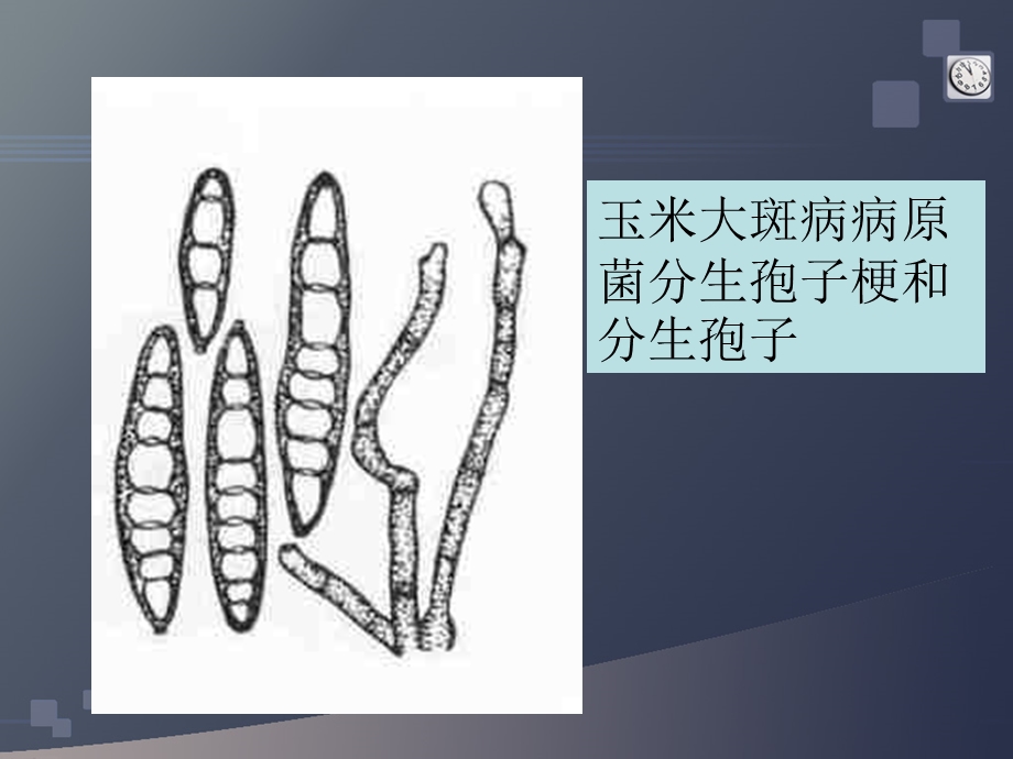 实验八大田作物病害症状观察及病原鉴定.ppt_第3页