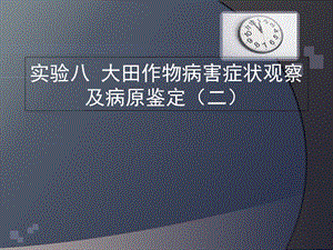 实验八大田作物病害症状观察及病原鉴定.ppt