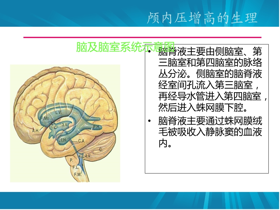 急性脑水肿与颅内高压.ppt_第3页