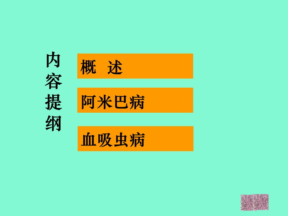 寄生虫病不考.ppt_第3页