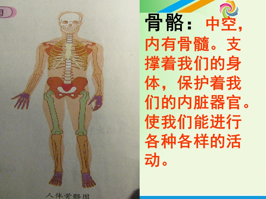 教科版科学四年级上册骨骼、关节和肌肉.ppt_第2页